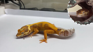 (สัตว์เลื้อยคลาน) กระบวนการทั้งหมดในการลอกคราบของ Leopard gecko