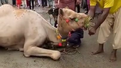 Camel Ki Qurbani #short (1)