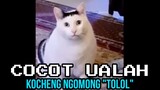 KOCHENG NGOMONG "T0L0L" | CHOCHOT UALAH 99