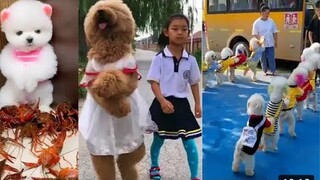 Chó Mèo Hài Hước 🐶 Tik Tok Dễ Thương Nhất Thế Giới | Funny & Cute Dog and Cat #1