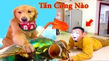 Thú Cưng TV | Tứ Mao Đại Náo #12 | Chó Golden Gâu Đần thông minh vui nhộn | cute dog Pets