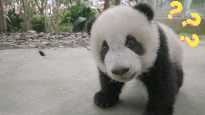 When A Baby Panda Found There Was A Camera