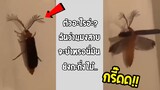 แมลงสาบกลายพันธุ์ หรือว่าตัวอะไร ก็ได้ดูใกล้ๆแน่ล่ะทีนี้!!... #รวมคลิปฮาพากย์ไทย