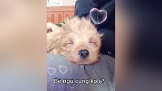 Yêu Bê thì tim e đi ạ...cunyeucuadua yeucho yeuchomeo cún cúncon chó chómèo chócon chókhôn yeuchomeo chócute pet dog dogsoftiktok