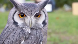 OWL - Adorable and Cutest Owls Compilation CuteVN