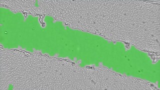 C6 scratch assay (wound healing assay) time lapse - CytoSMART Lux2