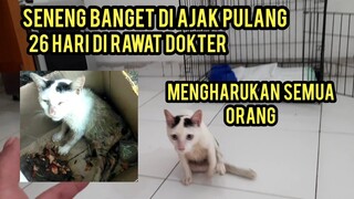 Alhamdulillah Setelah 26 Hari Di Rawat Akhirnya Kucing Lumpuh Ini Bisa Pulang..!