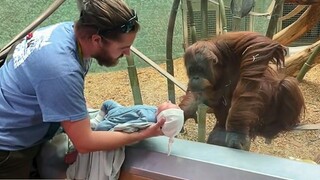 The Orangutan wanted to see the baby ❤️ Funniest Monkey Videos