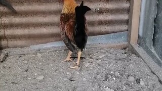 cuban hennie