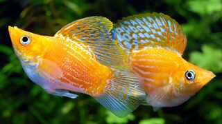 ikan molly tercantik untuk aquarium - cara memelihara ikan molly