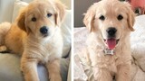 🐶These Golden Puppies Will Make You Genuinely Happy While Watching 🐶| Cute Puppies
