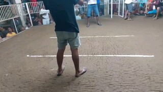 2 cock ulutan, nkuha din nmn champion