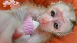 Most Adorable Baby Monkey!! Amazing Tiny Luca looks so handsome boy when drinking milk