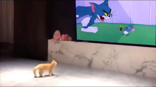 อย่างที่เราทราบกันดีว่า Tom and Jerry เป็นสารคดี