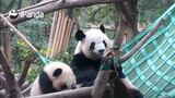 Panda Channel Qifu & Duoduo | Bossy Panda Has The Hammock To Itself