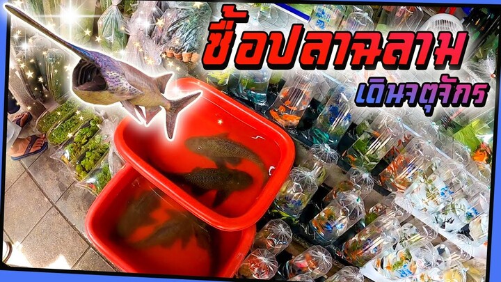 ซื้อปลาฉลาม..! จตุจักร