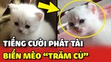 Bé mèo đạt ngưỡng "TRĂM CỦ" sau khi bị Sen HÙ TÉ sấp mặt 😂 | Yêu Lu