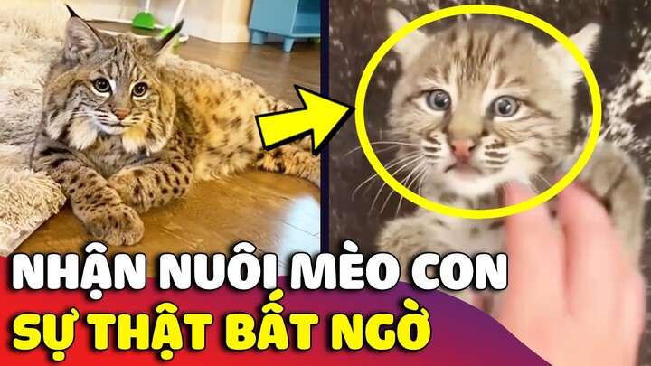 Cô gái nhận nuôi bé mèo bị BỎ RƠI và sự thật khiến ai nấy BẤT NGỜ 😅 | Gâu Đần