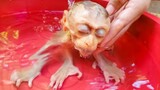 Routine Bathing!! Take a bath for tiny monkey Luxy keeps him cleaned & hygiene all the time