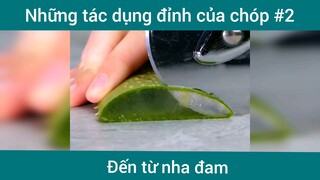 Những tác dụng đỉnh của nha đam p2