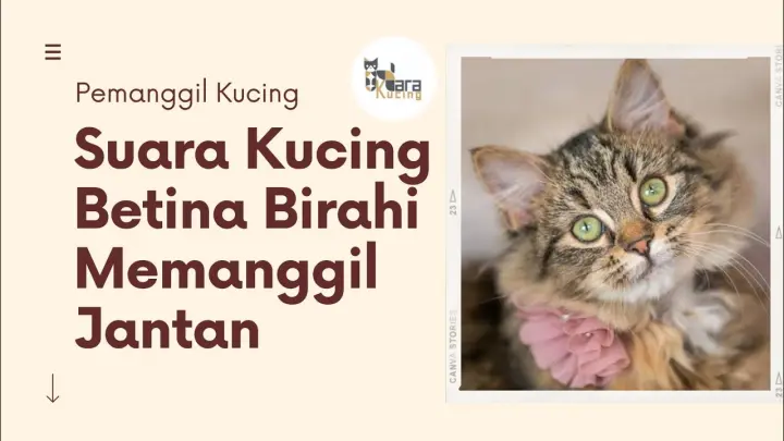 Membedakan Antara Detick Palsu Dan Asli Obat Kutu Kucing Bstation