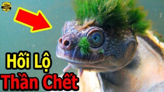 🔴Những Sinh Vật Bí Ẩn Sống Cả Nghìn Năm Tuổi Không Chết Không Có Tên Trong Sổ Thần Chết