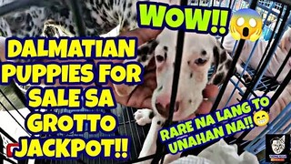 GROTTO PET MARKET UPDATE| CHEAPEST PETS AND ANIMALS FOR SALE IN THE PHILIPPINES! vlog#523
