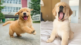 Funniest & Cutest Golden Retriever Puppies 8- Funny Puppy Videos 2020
