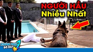 7 Con Vật Bỗng Nhiên Đổi Đời Giàu Có Bậc Nhất Thế Giới Con Người Cũng Phải Ghen Tỵ | Khám Phá Đó Đây