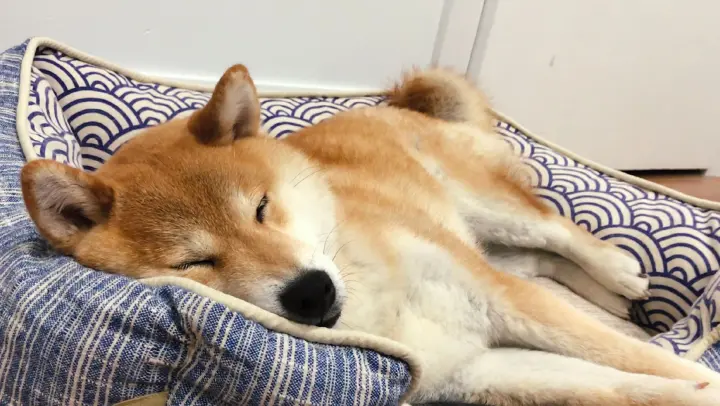 [Dogs] Master Eats Instant Noodles, Shiba Inu Whines And Falls Asleep