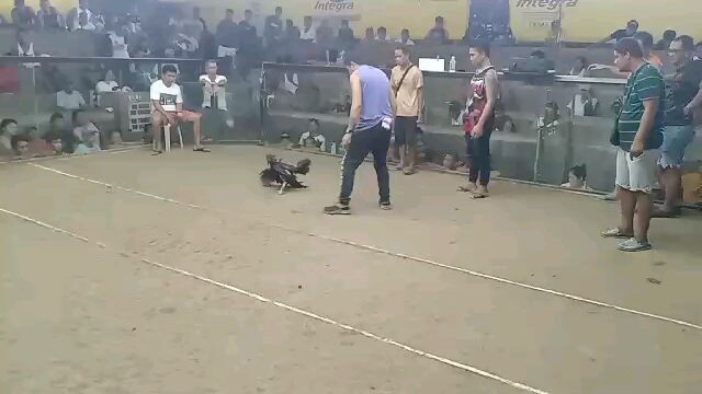 pilay na Amin pero ndii nag patalo kumisi nang mahaba salamat nok win ka paren kahit balda kana