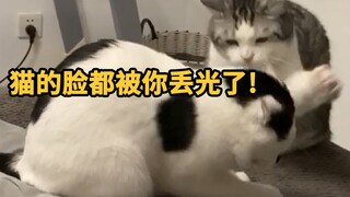 猫太舔狗，就会让其它猫不爽