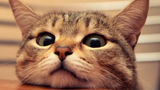 Funny Cats and Cute Cats Videos Compilation 🔴 Gatos Lindos y Gatos Adorables Vídeo Recopilación
