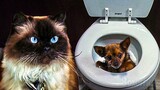 A Cat flushes away Dustin Hoffman's dog | Meet the Fockers | CLIP