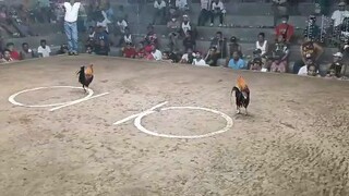 WPC Elims 3rd Fight (Right Side)