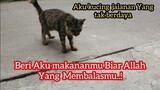 Kucing Sedih Minta Makan Di Jalan Keadaanya Memprihatinkan | Kucingnya Bisu Tidak Bisa Meong Meong.!