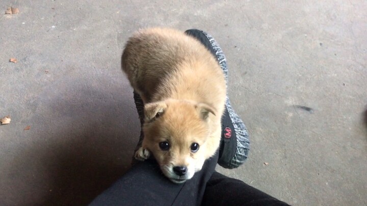 [Animals]When a big mouse lies on your leg