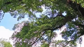 tara gala muna,pinaka matandang puno sa pinas canlaon  city, century tree(balete tree)