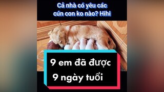 Cả nhà đâu rồi nhỉ? Cho tớ xin cái ý kiến về độ đáng yêu của các e nào. cunyeucuadua chó chócon chókhôn chócute