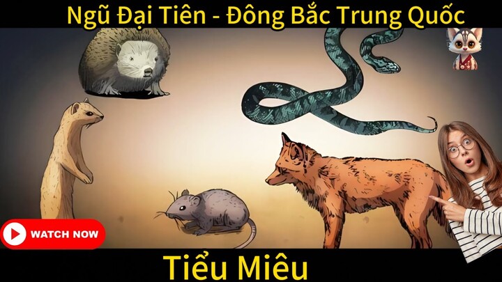 Ngũ Đại Tiên  - Hoạt hình ngắn - Tiểu Miêu Amimation