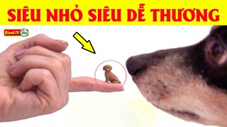 💥 Top Những Loài Chó Siêu Nhỏ Siêu Dễ Thương Khiến Hàng Triệu Trái Tim Vô Tình Cũng Bị Đốn Ngã