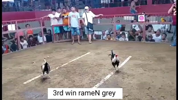 3rd win rameN grey (rameN backyard of Leyte)