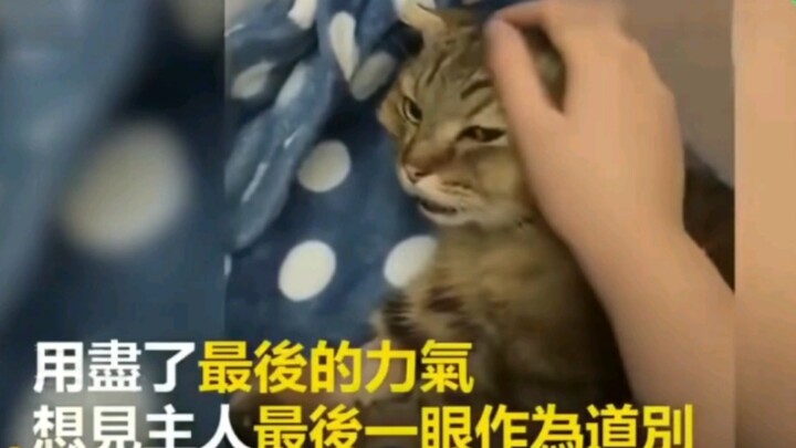 临终前26秒蓄力道别，患癌末期猫咪含泪与主人做最后的道别