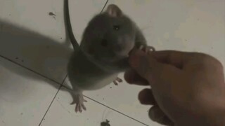 Dude, the name of this mouse you raise is Jerry?