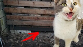 พบแมวท้องหิวที่ถูกทอดทิ้งในป่า
