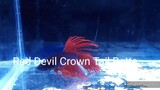 Beautiful Red Devil Crowntail Betta Fish