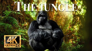 Mountain Gorillas From Life To Death _ Wildlife Documentary