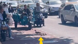 There are actually a group of ducks crossing the road in a big city