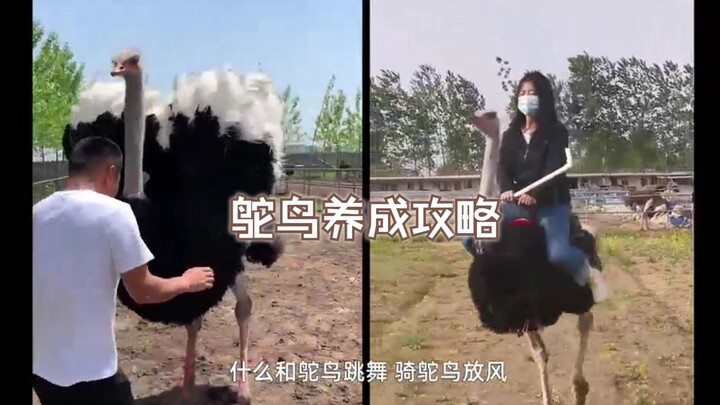 一只鸵鸟引发的财富传奇