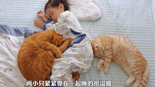 天凉了，7只小猫咪都来给小主人保暖了